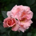 /album/fotogaleria/mujer-rosa-jpg1/